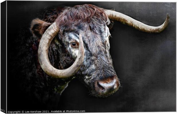 Longhorn Cow close portrait Canvas Print by Lee Kershaw