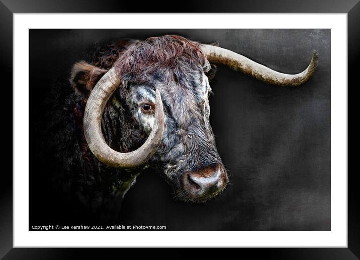 Longhorn Cow close portrait Framed Mounted Print by Lee Kershaw