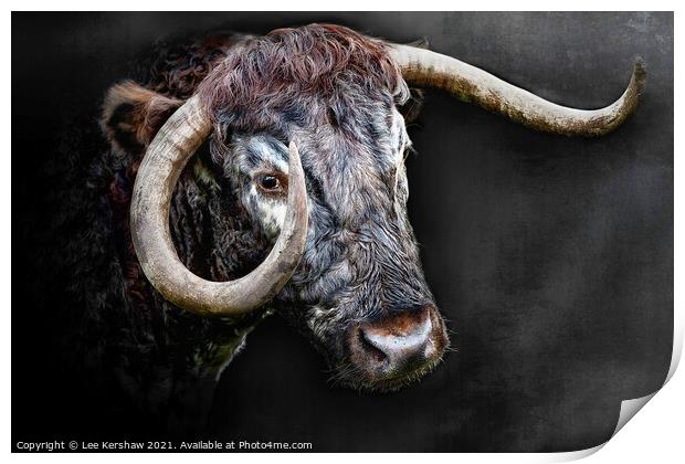Longhorn Cow close portrait Print by Lee Kershaw