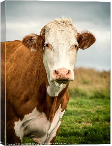 Cow moody portrait Canvas Print by Lee Kershaw