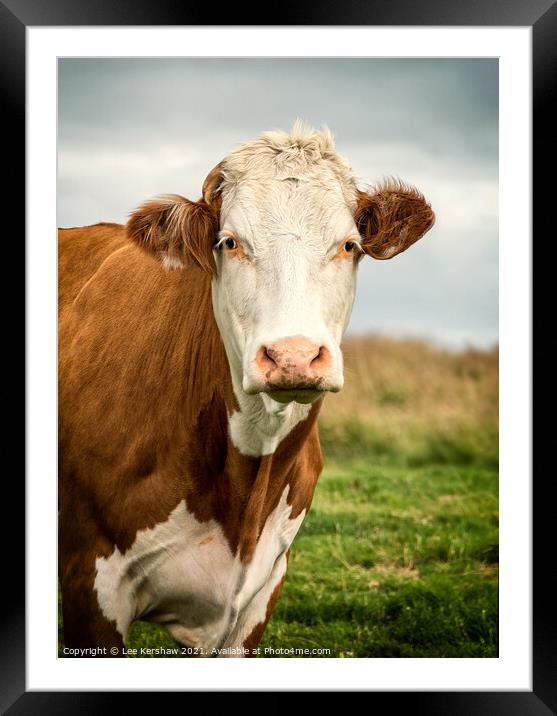 Cow moody portrait Framed Mounted Print by Lee Kershaw