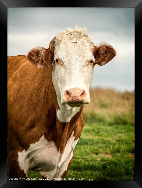 Cow moody portrait Framed Print by Lee Kershaw