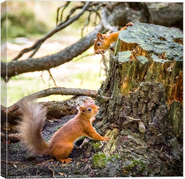 The little nut thief Canvas Print by Lee Kershaw