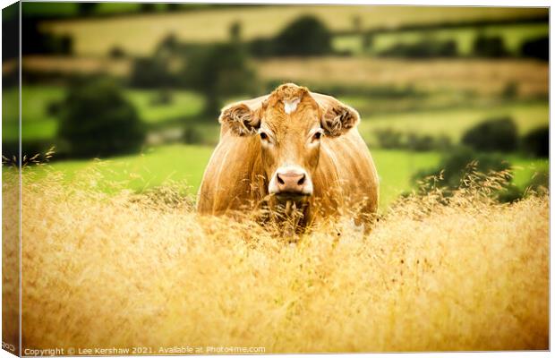 Golden Cow Golden Field Canvas Print by Lee Kershaw