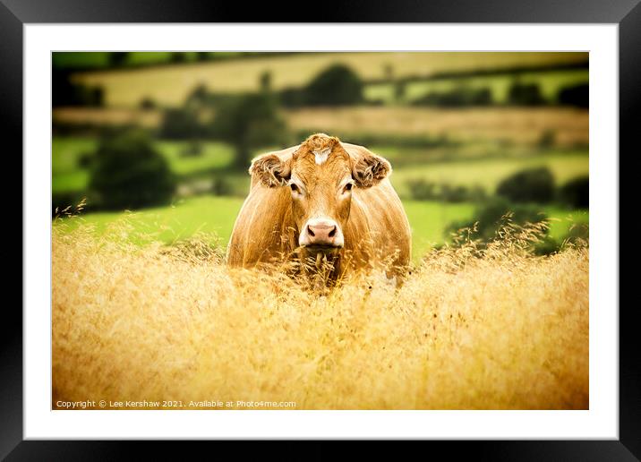 Golden Cow Golden Field Framed Mounted Print by Lee Kershaw