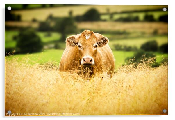 Golden Cow Golden Field Acrylic by Lee Kershaw