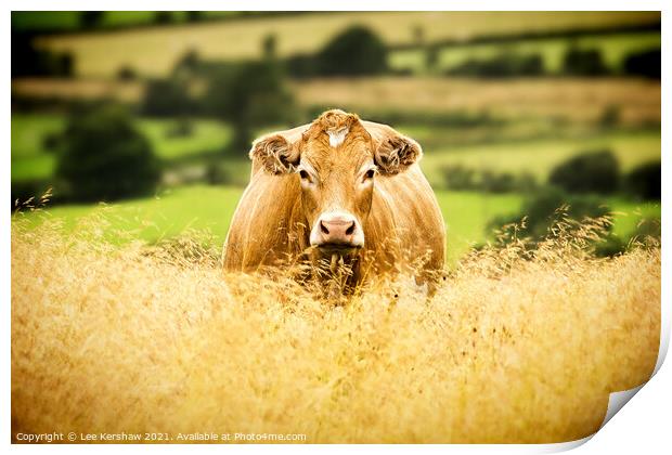 Golden Cow Golden Field Print by Lee Kershaw