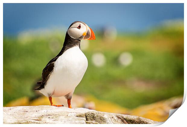 Puffin portrait Farne Islands Print by Lee Kershaw