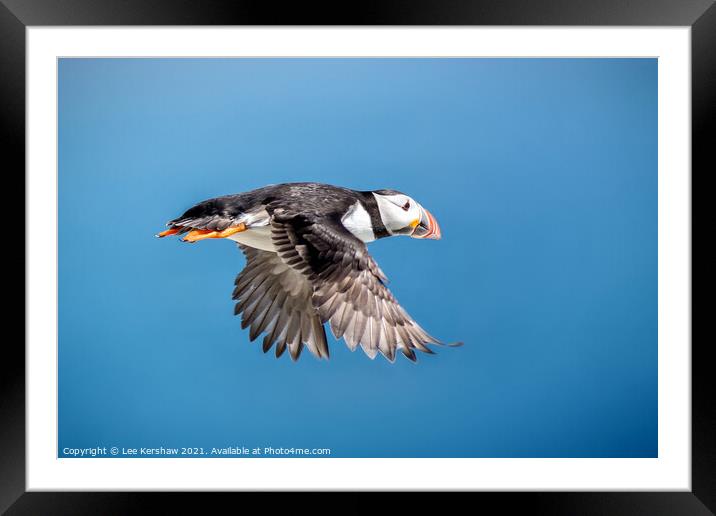Flying Puffin Farne Islands Framed Mounted Print by Lee Kershaw