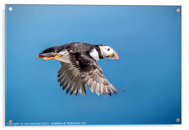 Flying Puffin Farne Islands Acrylic by Lee Kershaw