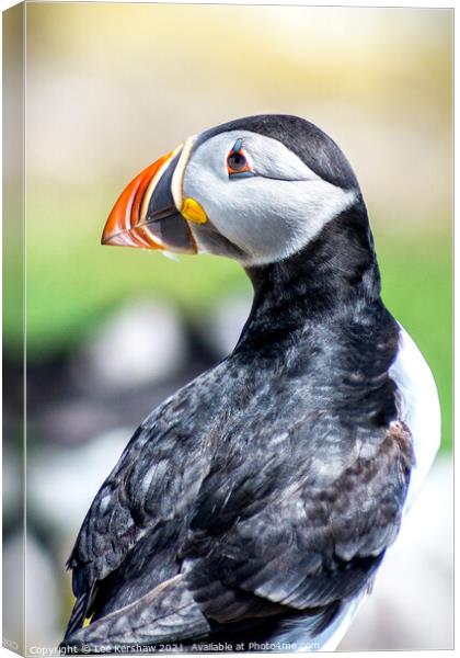 Puffin close portrait Farne Islands Canvas Print by Lee Kershaw