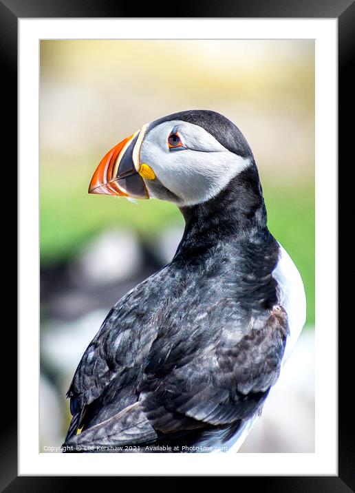 Puffin close portrait Farne Islands Framed Mounted Print by Lee Kershaw