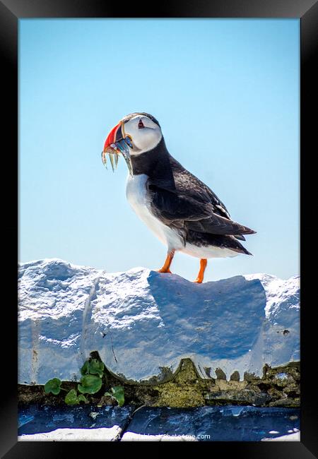 A full catch Puffin  Farne Islands Framed Print by Lee Kershaw