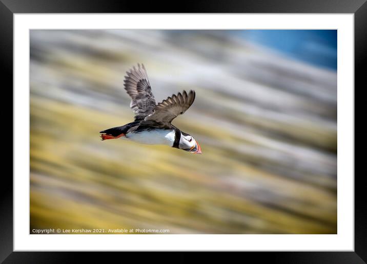 High speed dive Puffin Farne Islands Framed Mounted Print by Lee Kershaw