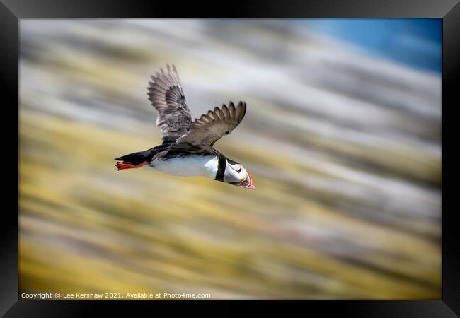 High speed dive Puffin Farne Islands Framed Print by Lee Kershaw