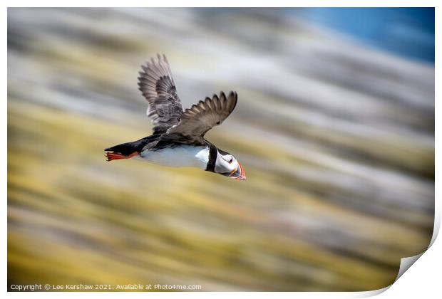 High speed dive Puffin Farne Islands Print by Lee Kershaw