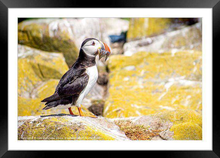 A full catch of Sand Eels Puffin  Farne Islands Framed Mounted Print by Lee Kershaw