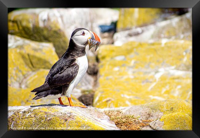 A full catch of Sand Eels Puffin  Farne Islands Framed Print by Lee Kershaw