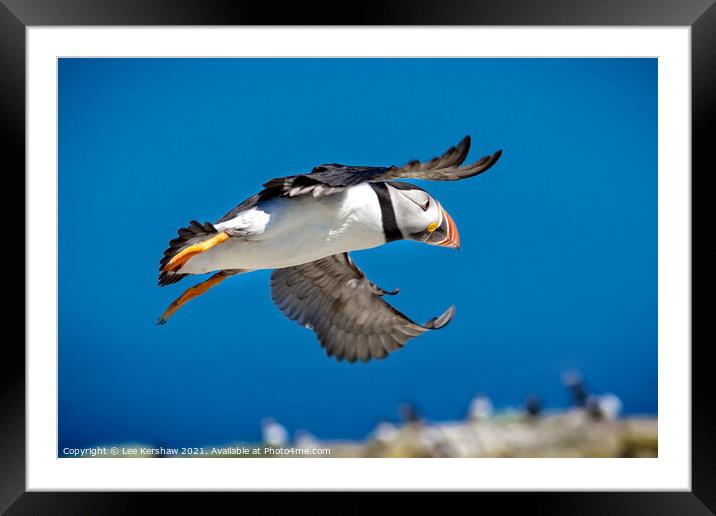 Flying Puffin over Farne Islands Framed Mounted Print by Lee Kershaw