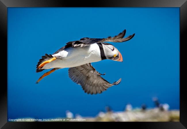 Flying Puffin over Farne Islands Framed Print by Lee Kershaw