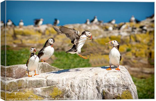 Into land Puffin group Farne Islands Canvas Print by Lee Kershaw