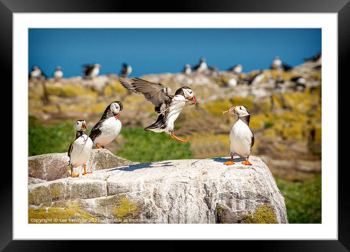 Into land Puffin group Farne Islands Framed Mounted Print by Lee Kershaw