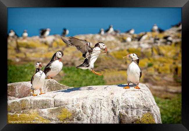 Into land Puffin group Farne Islands Framed Print by Lee Kershaw