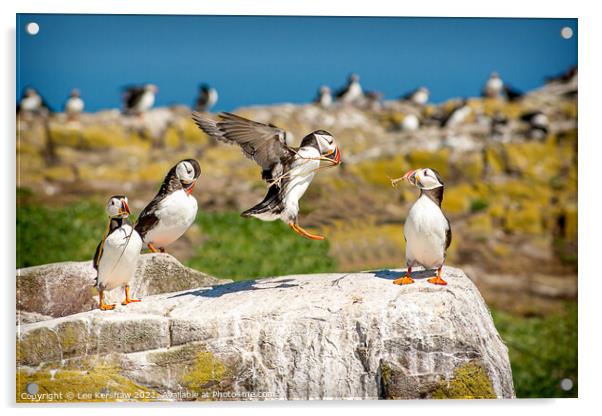 Into land Puffin group Farne Islands Acrylic by Lee Kershaw