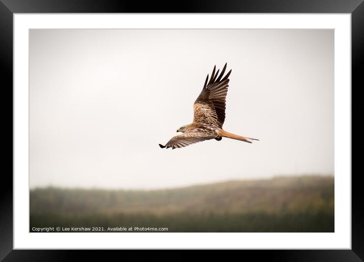 Red Kite over Southern Scotland Framed Mounted Print by Lee Kershaw