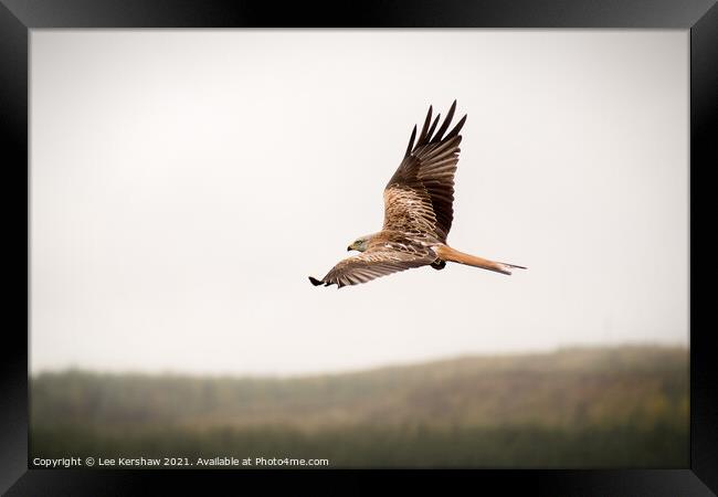 Red Kite over Southern Scotland Framed Print by Lee Kershaw
