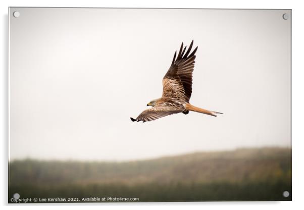 Red Kite over Southern Scotland Acrylic by Lee Kershaw