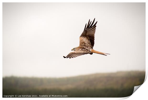 Red Kite over Southern Scotland Print by Lee Kershaw