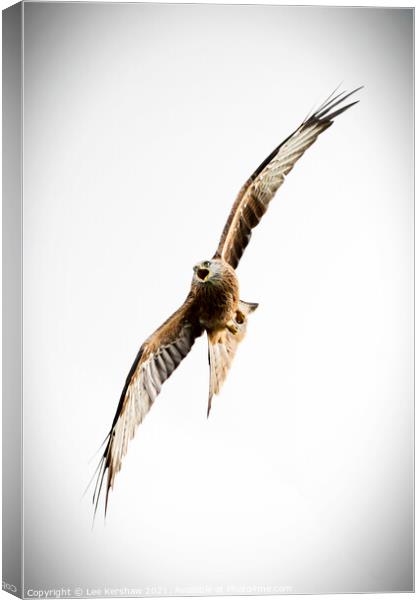 Red Kite up close over Southern Scotland Canvas Print by Lee Kershaw