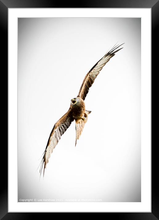 Red Kite up close over Southern Scotland Framed Mounted Print by Lee Kershaw
