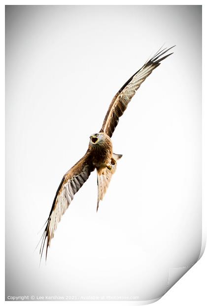 Red Kite up close over Southern Scotland Print by Lee Kershaw