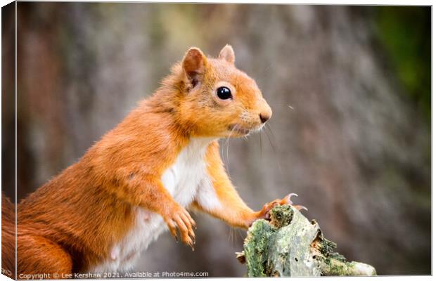 Red Squirrel posing at a tree Canvas Print by Lee Kershaw