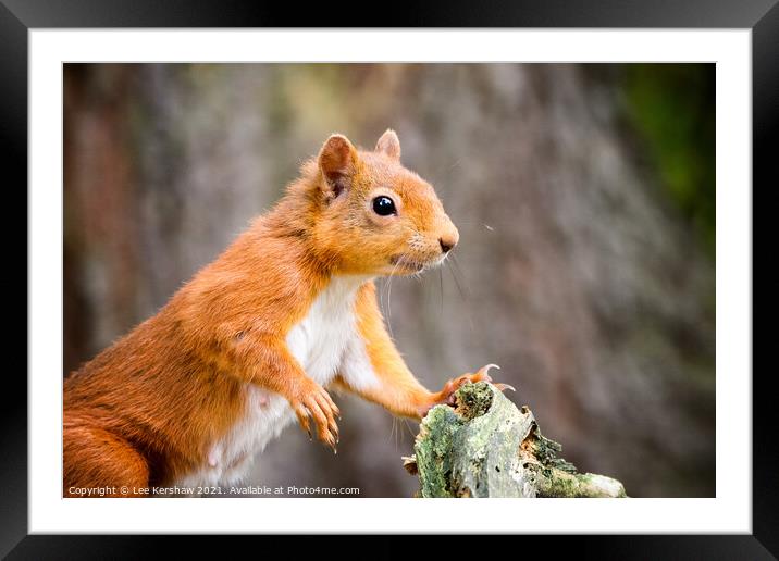 Red Squirrel posing at a tree Framed Mounted Print by Lee Kershaw