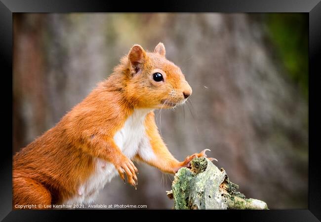 Red Squirrel posing at a tree Framed Print by Lee Kershaw