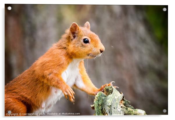 Red Squirrel posing at a tree Acrylic by Lee Kershaw