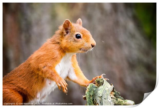 Red Squirrel posing at a tree Print by Lee Kershaw