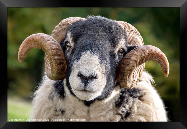 An adorable Black Faced Ram Framed Print by Lee Kershaw
