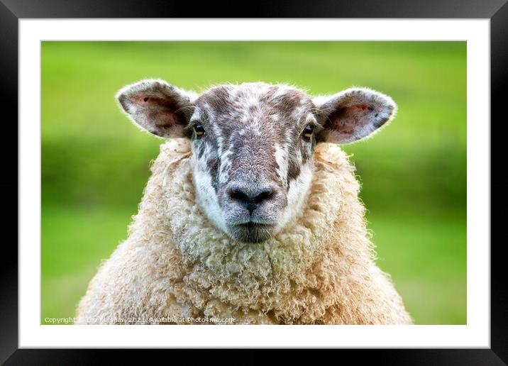A close up of a sheep standing on top of a lush green field Framed Mounted Print by Lee Kershaw