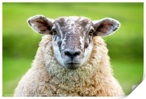 A close up of a sheep standing on top of a lush green field Print by Lee Kershaw