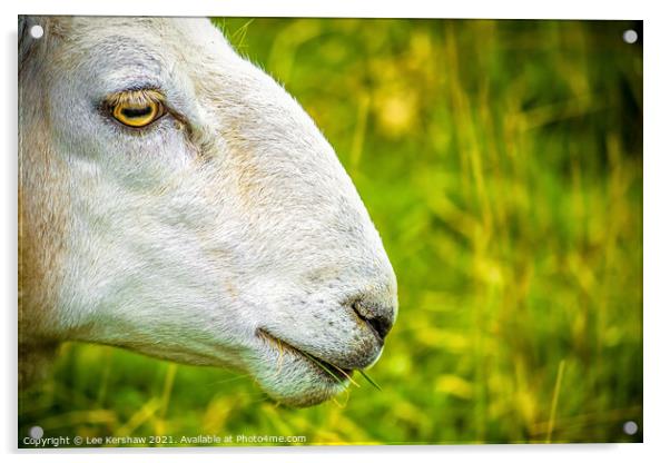 Cheviot sheep close up study Acrylic by Lee Kershaw