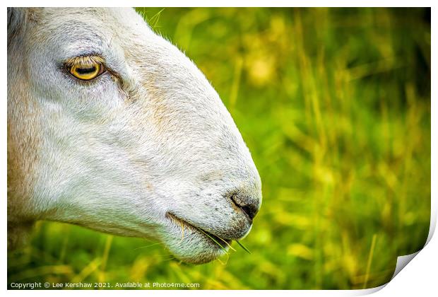 Cheviot sheep close up study Print by Lee Kershaw