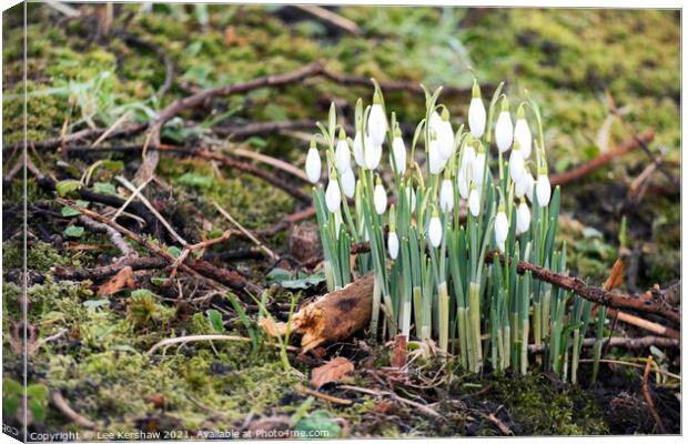 Spring snowdrops in moss Canvas Print by Lee Kershaw
