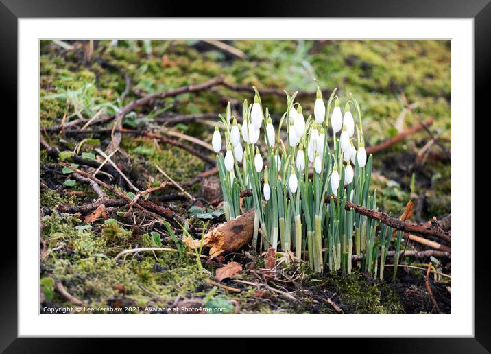 Spring snowdrops in moss Framed Mounted Print by Lee Kershaw
