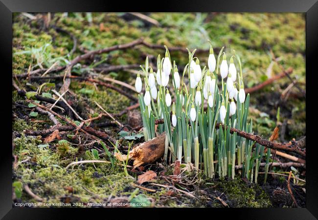 Spring snowdrops in moss Framed Print by Lee Kershaw