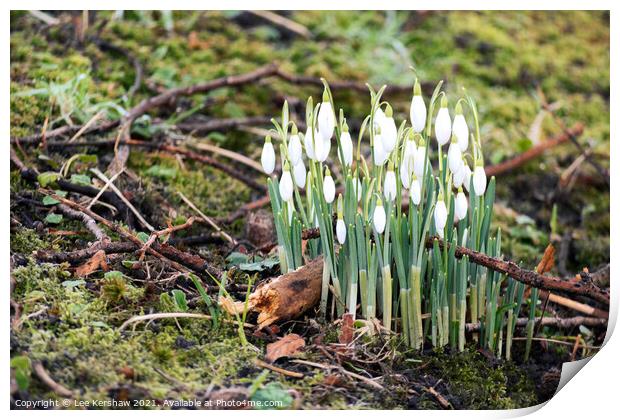 Spring snowdrops in moss Print by Lee Kershaw