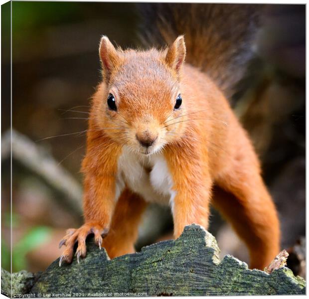 Red Squirrel up close Canvas Print by Lee Kershaw